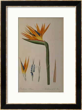 Strelitzia Reginae, From Les Strelitziacees by Pierre-Joseph Redouté Pricing Limited Edition Print image