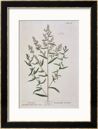 Tarragon, Plate 116 From A Curious Herbal, Published 1782 by Elizabeth Blackwell Pricing Limited Edition Print image