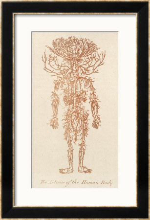 The Arteries Of The Human Body by Ebenezer Sibly Pricing Limited Edition Print image