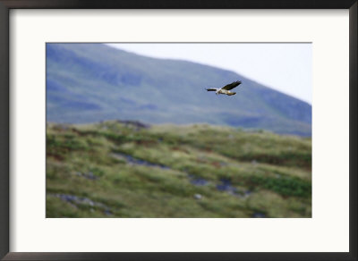 Hen Harrier, Hovering Over Moorland, Scotland by Elliott Neep Pricing Limited Edition Print image