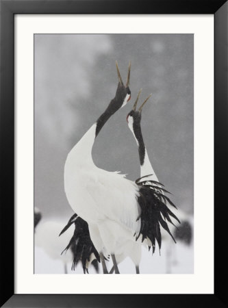 Japanese Red-Crowned Crane Pair Sings Before Mating (Grus Japonensis) by Roy Toft Pricing Limited Edition Print image