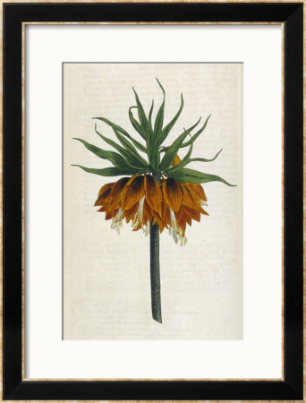 Crown Imperial by William Curtis Pricing Limited Edition Print image