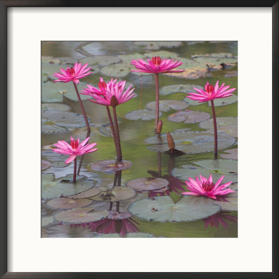 Lotus Flowers, Banteay Srei, Angkor Wat, Cambodia by Angus Mcdonald Pricing Limited Edition Print image