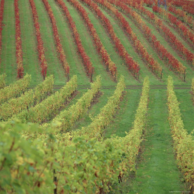 Vineyard, Dorking, Surrey, England, Uk, Europe by John Miller Pricing Limited Edition Print image