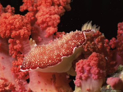 Nudibranch, Camouflaged On Soft Coral, Gato Island Marine Reserve, Cebu Island, Philippines by Doug Perrine Pricing Limited Edition Print image