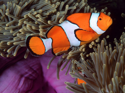 False Clown Anemonefish, Amongst Tentacles Of Magnificent Sea Anemone, Thailand, Andaman Sea by Doug Perrine Pricing Limited Edition Print image