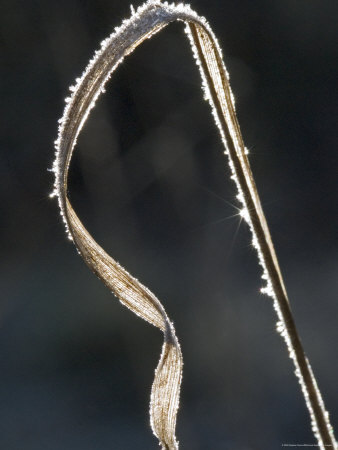 Close-Up Of A Frosty Grass Blade, Backlit By The Sun, France by Stephen Sharnoff Pricing Limited Edition Print image