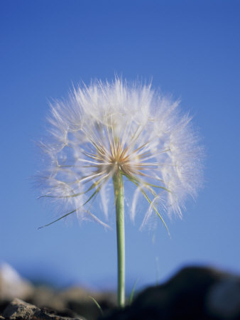 A Dandelion Clock by David Loftus Pricing Limited Edition Print image