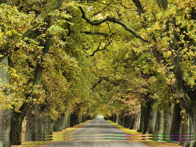 Oak Alley, Ormond Road, Hastings, Hawke's Bay, North Island, New Zealand, Pacific by Jochen Schlenker Pricing Limited Edition Print image