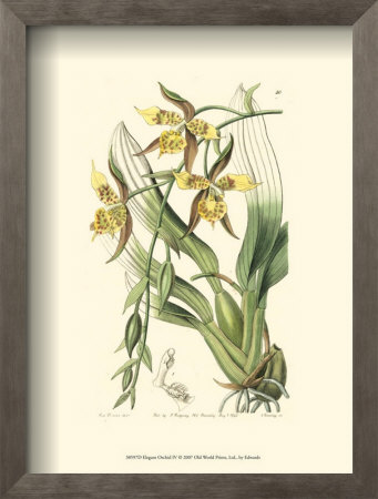 Elegant Orchid Iv by Sydenham Teast Edwards Pricing Limited Edition Print image