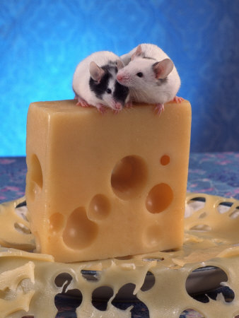 Mice On Top Of A Block Of Swiss Cheese by Richard Stacks Pricing Limited Edition Print image