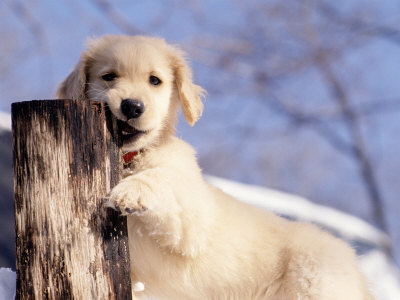 Golden Retriever Puppy In Snow by Frank Siteman Pricing Limited Edition Print image