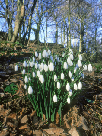 Snowdrops, Arbroath, Scotland by Niall Benvie Pricing Limited Edition Print image