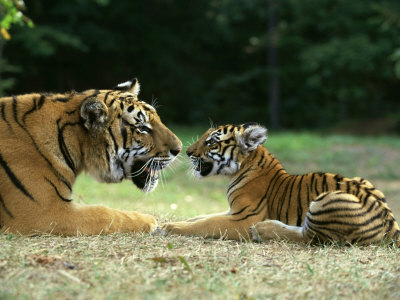 Bengal Tiger, Panthera Tigris Nuzzling Her Cub by Alan And Sandy Carey Pricing Limited Edition Print image