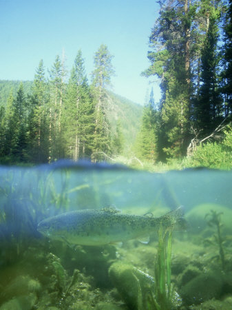 Rainbow Trout In Stream, Montana by Alan And Sandy Carey Pricing Limited Edition Print image