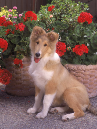 Collie Puppy Sitting Outdoors by Richard Stacks Pricing Limited Edition Print image