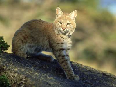 Bobcat, Felis Rufus In Dappled Light Montana by Brian Kenney Pricing Limited Edition Print image