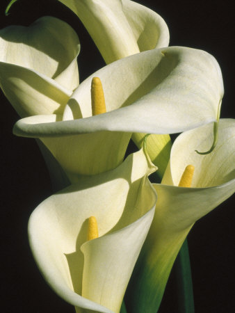 Calla Lilies by Bill Whelan Pricing Limited Edition Print image