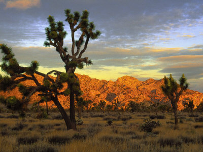 Joshua Trees, Granite Bolder, Sunrise, Ca by Inga Spence Pricing Limited Edition Print image