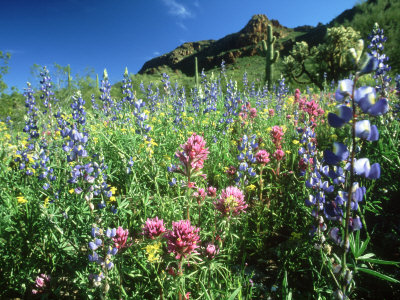 Owl Clover, And Lupine, Arizona, Usa by Oxford Scientific Pricing Limited Edition Print image