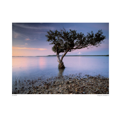 Mangrove,  Madagascar by Art Wolfe Pricing Limited Edition Print image