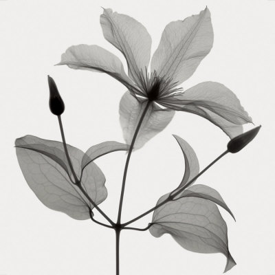 Clematis by Don Dudenbostel Pricing Limited Edition Print image