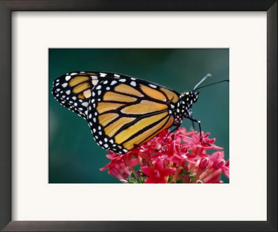 Monarch Butterfly On A Pink Flower At The White River Gardens, Indianapolis, Indiana, Usa by Richard Cummins Pricing Limited Edition Print image