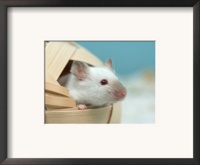 White Mouse At Play by Petra Wegner Pricing Limited Edition Print image