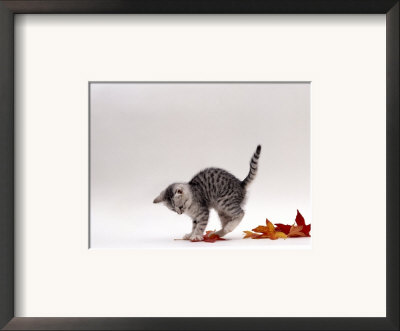 Domestic Cat, 9-Week, Silver Tabby Kitten Playing With Leaves by Jane Burton Pricing Limited Edition Print image