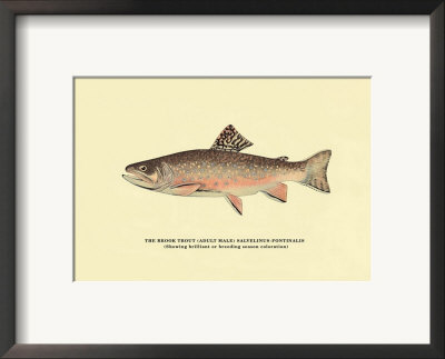 The Brook Trout, Showing Brilliant Or Breeding Season Coloration by H.H. Leonard Pricing Limited Edition Print image