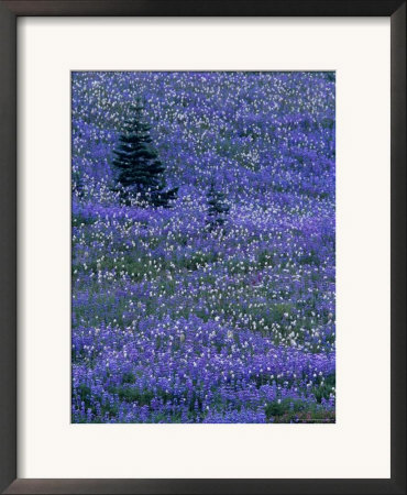 Lupine And Bistort Meadow In Paradise Valley, Mt. Rainier National Park, Washington, Usa by Jamie & Judy Wild Pricing Limited Edition Print image