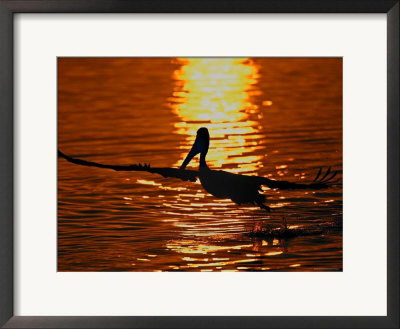 Silhouette Of Brown Pelican Taking Flight, Bolsa Chica Lagoon, California, Usa by Arthur Morris Pricing Limited Edition Print image