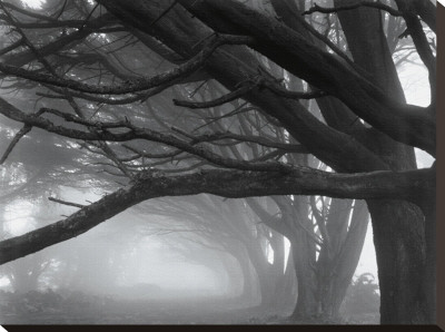 Cypresses, Skyline Drive, South San Francisco, 1996 by Mark Citret Pricing Limited Edition Print image
