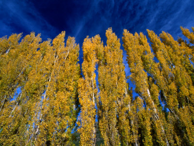 Aspen (Populus Tremuloides) Forest In The Patagonia Region, Bariloche, Argentina by Alfredo Maiquez Pricing Limited Edition Print image