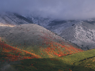 Red Maples And Fall Snowstorm Near Midway, Utah, Usa by Howie Garber Pricing Limited Edition Print image
