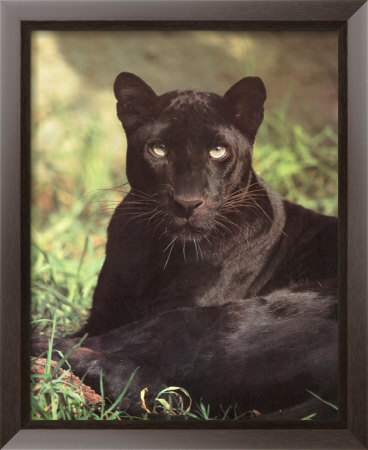 Black Panther Sitting by Richard Stacks Pricing Limited Edition Print image