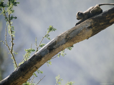 A Chacma Baboon Climbing A Tree In Chobe National Park by Beverly Joubert Pricing Limited Edition Print image