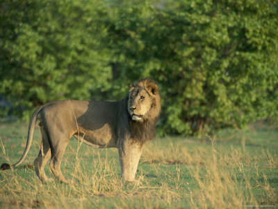 Male African Lion by Beverly Joubert Pricing Limited Edition Print image