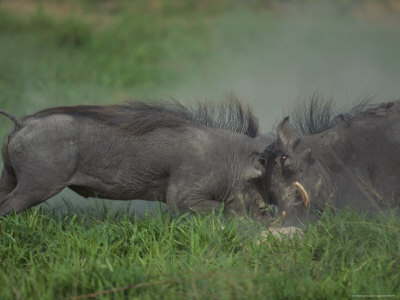 Warthogs Fighting, Selinda, Botswana by Beverly Joubert Pricing Limited Edition Print image