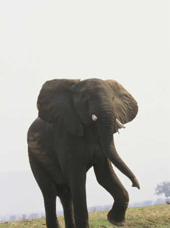 An African Elephant In A Threatening Stance by Beverly Joubert Pricing Limited Edition Print image