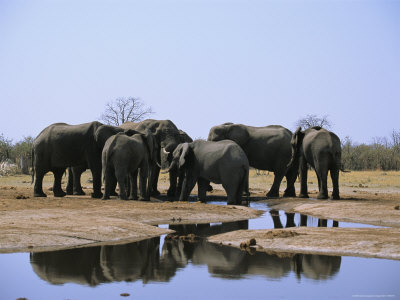 Several African Elephants Drink At A Waterhole by Beverly Joubert Pricing Limited Edition Print image
