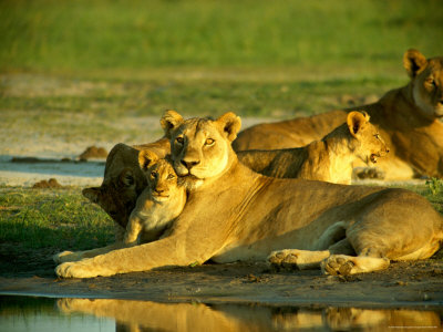 Two Female African Lions And A Pair Of Cubs Rest At The Edge Of A Water Hole by Beverly Joubert Pricing Limited Edition Print image