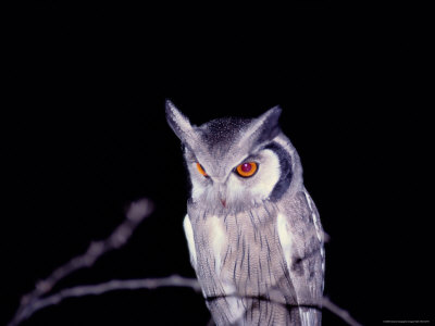 A Whitefaced Owl With Bright Orange Eyes by Beverly Joubert Pricing Limited Edition Print image