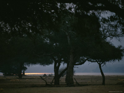 A Twilight View With Silhouetted Trees And Sunlight Reflecting On Water by Beverly Joubert Pricing Limited Edition Print image