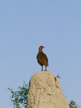 A Swainsons Francolin Stands Atop A Termite Mound by Beverly Joubert Pricing Limited Edition Print image