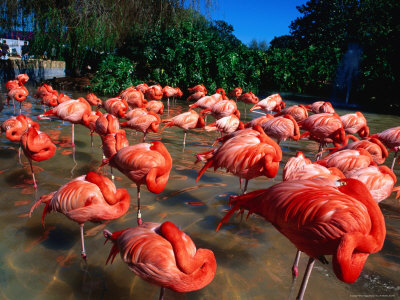 Flock Of Flamingoes, Florida, Usa by Michael Aw Pricing Limited Edition Print image