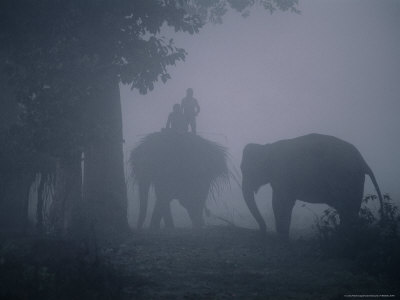 Elephants In Morning Mist Near Sauraha, Royal Chitwan National Park, Narayani, Nepal by Anders Blomqvist Pricing Limited Edition Print image
