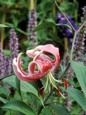 Lilium Speciosum Var. Rubra Growing With Agastache by Mark Bolton Pricing Limited Edition Print image