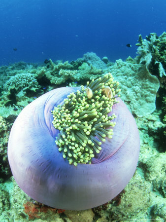 Sea Anemone, Indonesia by David B. Fleetham Pricing Limited Edition Print image