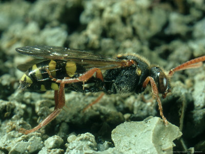 Cuckoo Bee, Grooming Wing, Uk by Oxford Scientific Pricing Limited Edition Print image